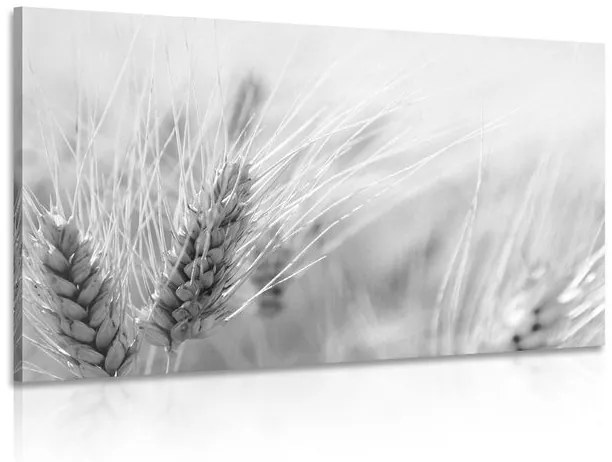 Obraz pšeničné pole v čiernobielom prevedení Varianta: 120x80