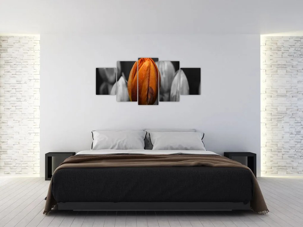 Oranžový tulipán medzi čiernobielymi - obraz