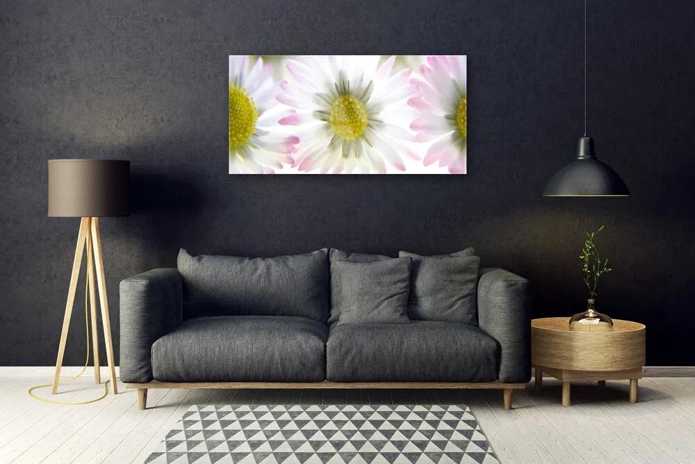 Obraz na skle Sedmokráska rastlina príroda 120x60 cm