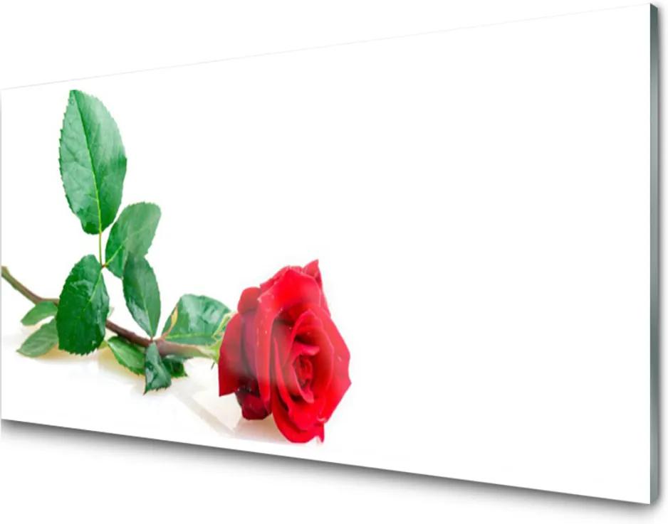 Obraz plexi Ruže Kvet Rastlina