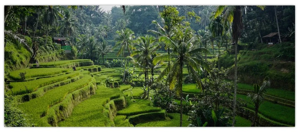 Obraz ryžových terás Tegalalang, Bali (120x50 cm)