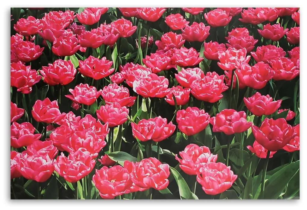 Obraz na plátně Růžové tulipány Květiny - 120x80 cm