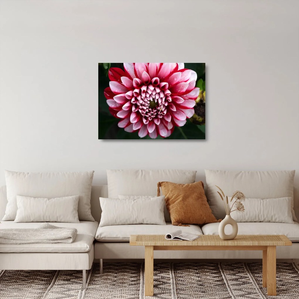 Sklenený obraz ružovej Dahlie (70x50 cm)