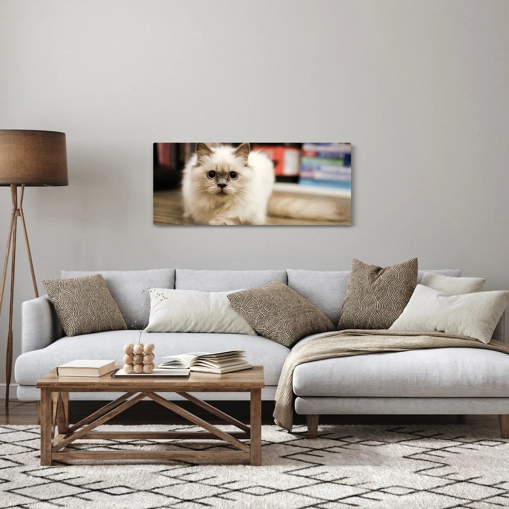 Obraz bielej mačky (120x50 cm)