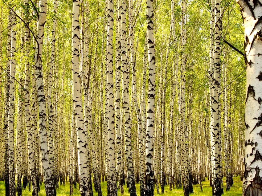 Fototapeta - Brezový les 300x231 + zadarmo lepidlo