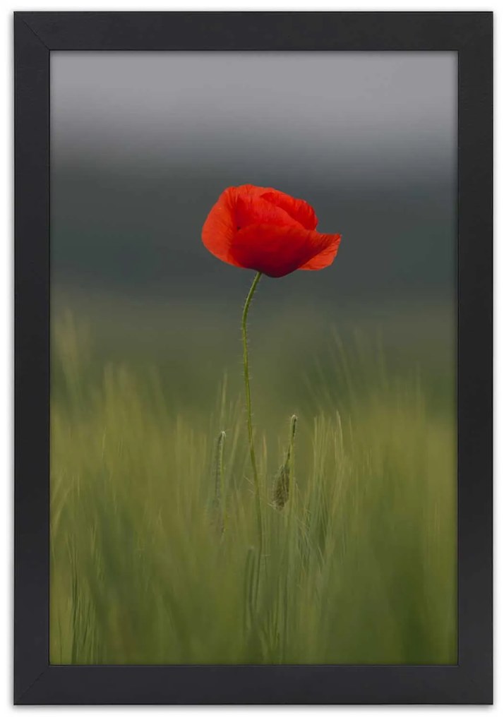 Gario Plagát Mak na poli Farba rámu: Bez rámu, Rozmery: 40 x 60 cm