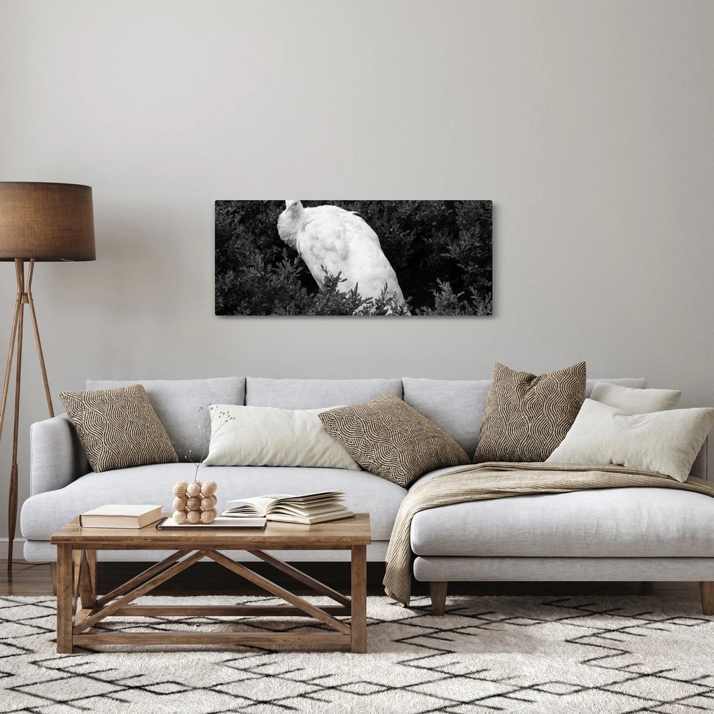 Obraz - Páv, čiernobiela (120x50 cm)