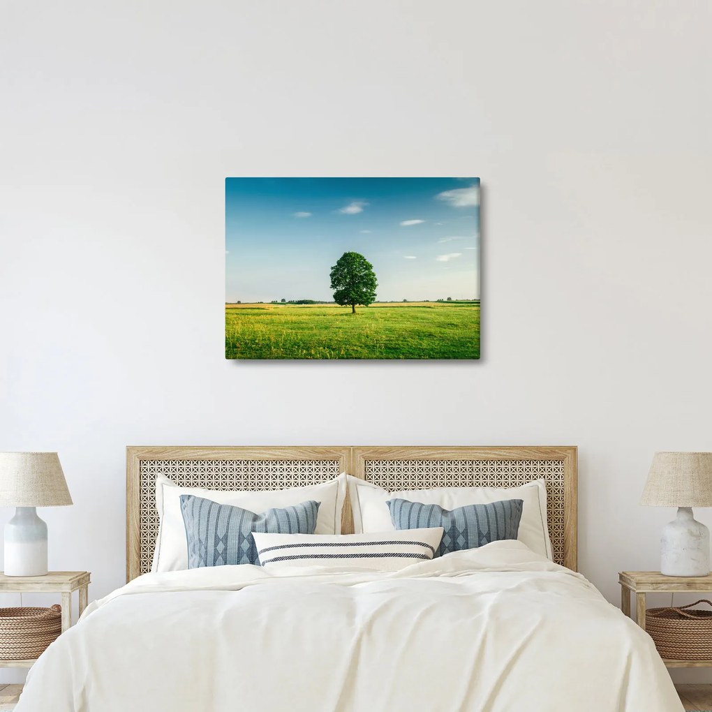 Obraz stromu uprostred lúky (70x50 cm)