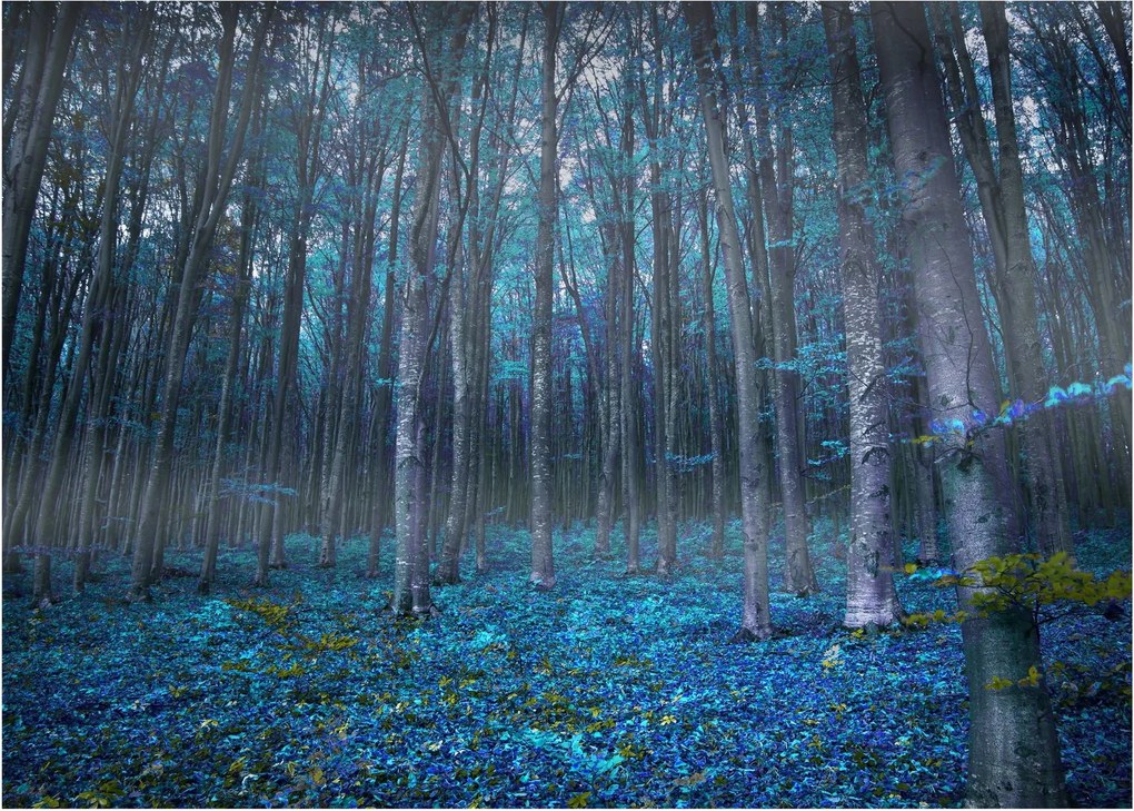 Obraz - Magický les (70x50 cm)