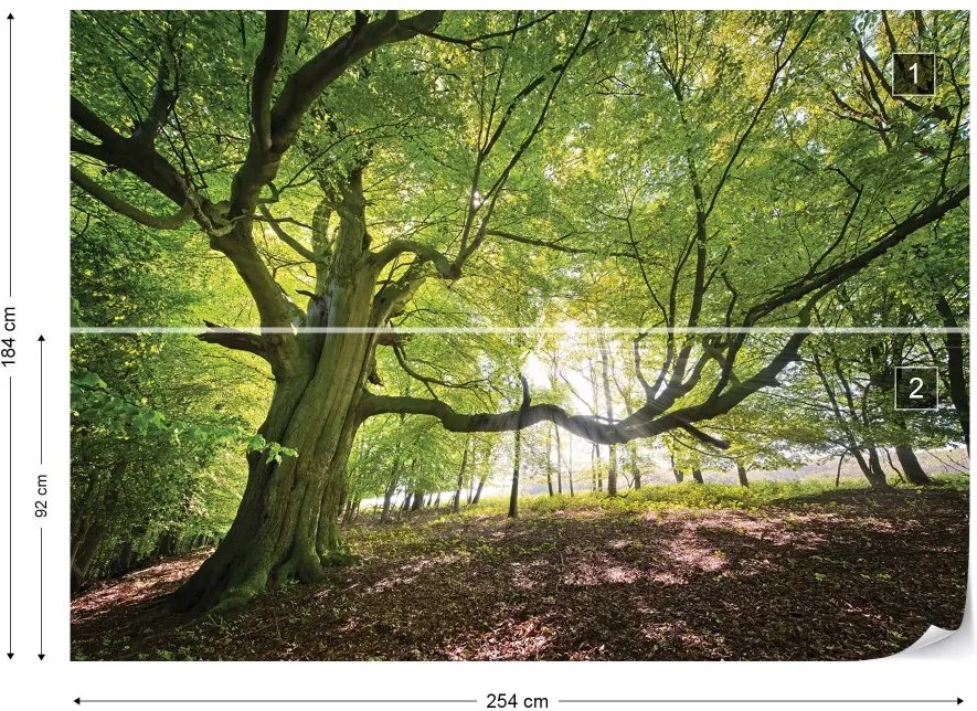 Fototapeta GLIX - Green Tree In The Forest + lepidlo ZADARMO Vliesová tapeta  - 254x184 cm