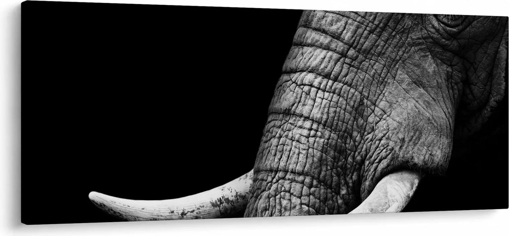Obraz - Slonie kly (120x50 cm)