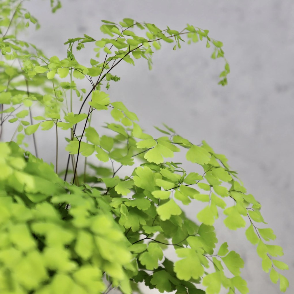 Adiantum Raddianum Fragrans