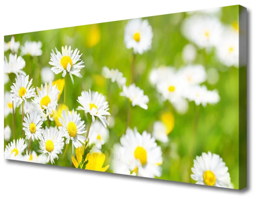 Obraz Canvas Sedmokráska kvet rastlina 100x50 cm