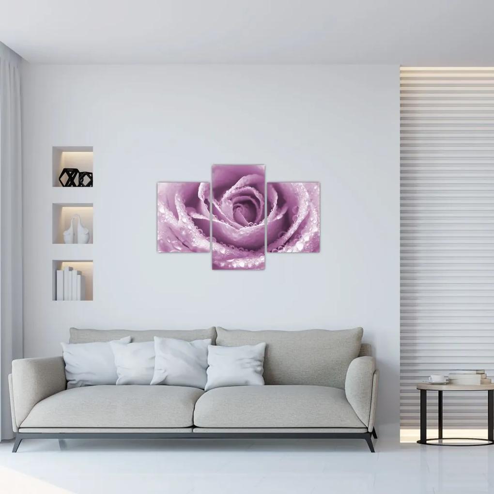 Obraz detailu kvetu ruže (90x60 cm)