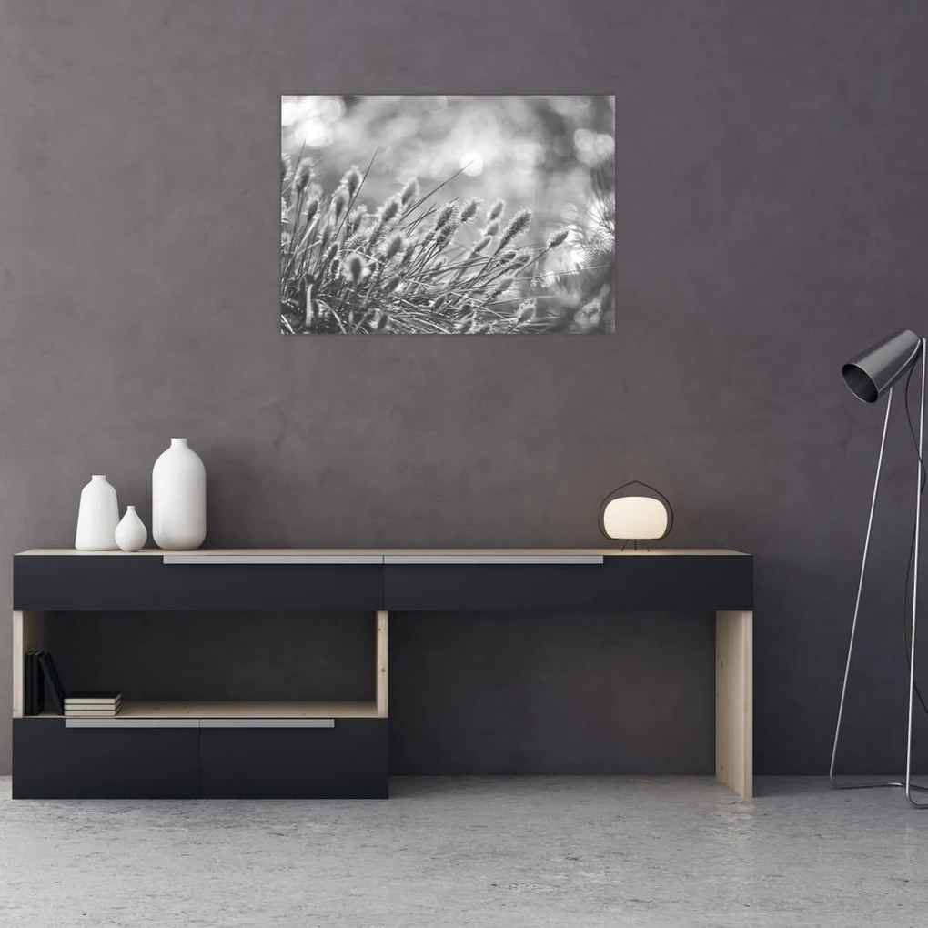 Obraz - Béžová soft grass N⁰1 (70x50 cm)