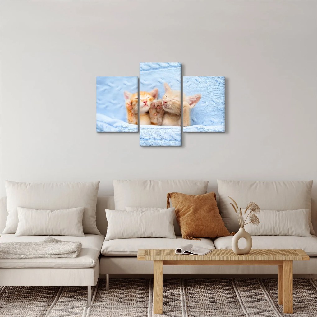 Obraz - Spiace mačiatka (90x60 cm)