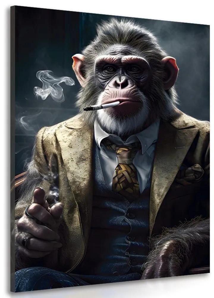 Obraz zvierací gangster šimpanz Varianta: 80x120