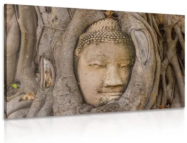 Obraz Budhov posvätný figovník