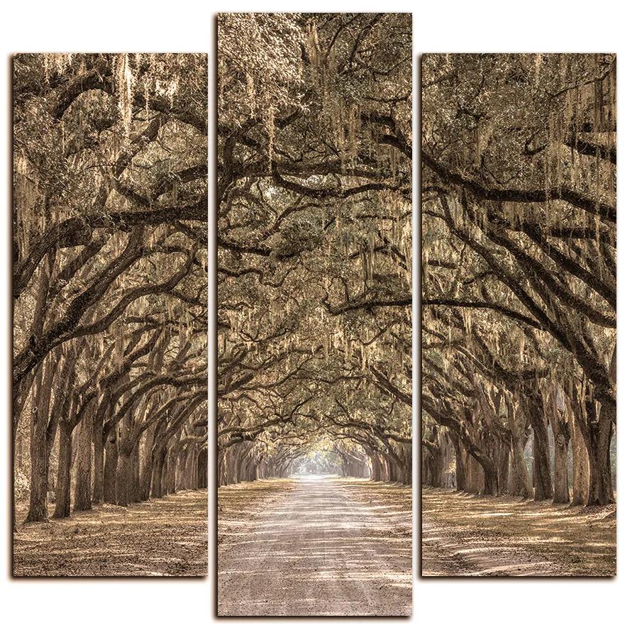 Obraz na plátne - Historické dubové stromy lemované poľnou cestou - štvorec 3239FC (105x105 cm)