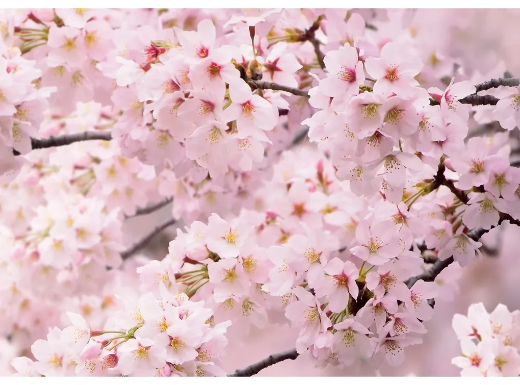 Fototapeta Sakura 180 x 127 cm, 1 diel