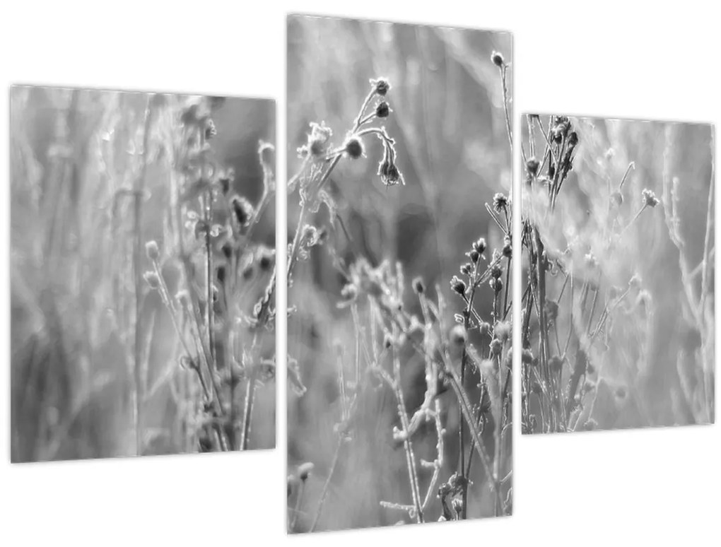Obraz - Divoká lúka (90x60 cm)