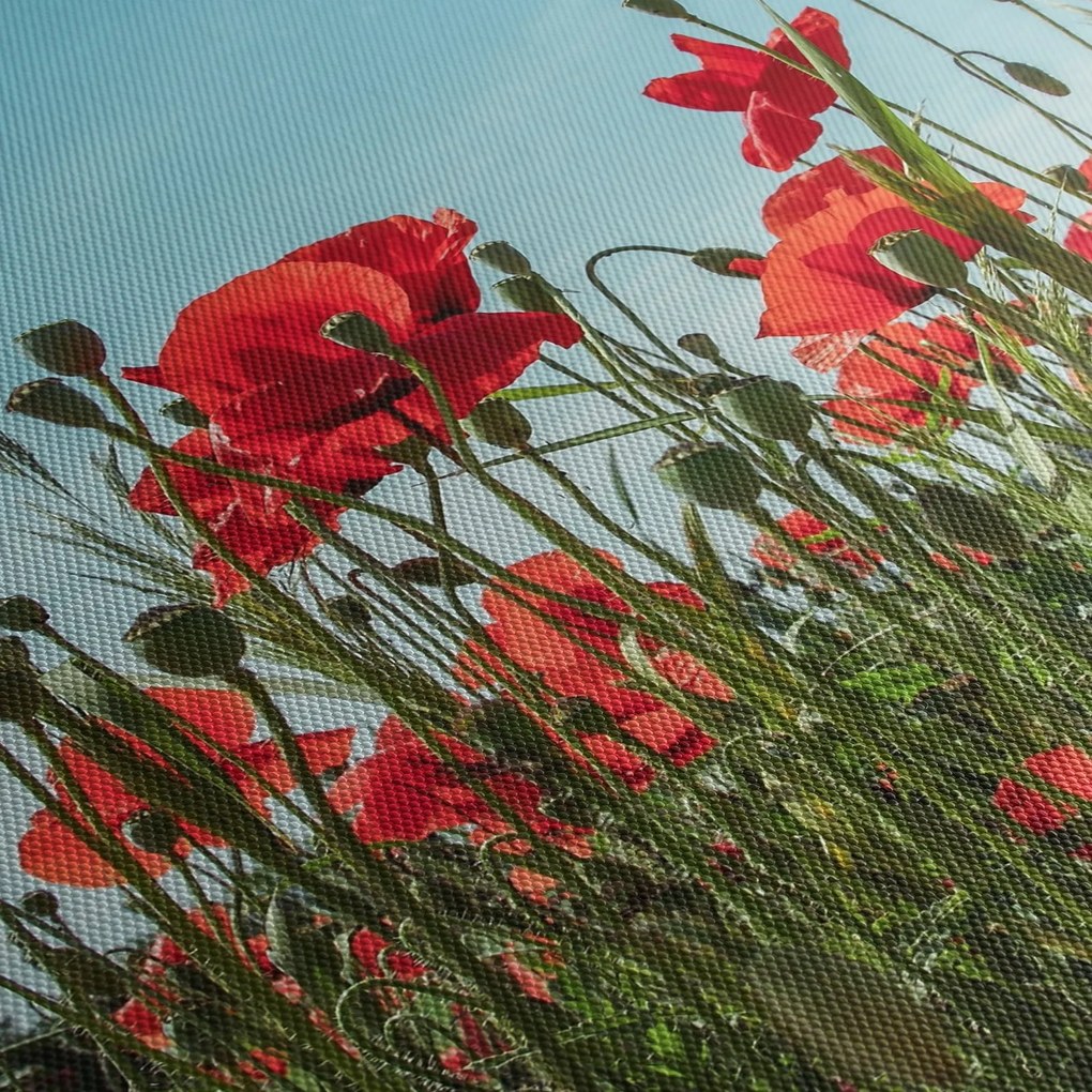 Obraz - Na poli vlčích makov (120x50 cm)