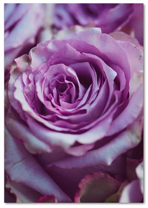 Foto obraz akryl do obývačky Fialové ruže pl-oa-70x100-f-106010688