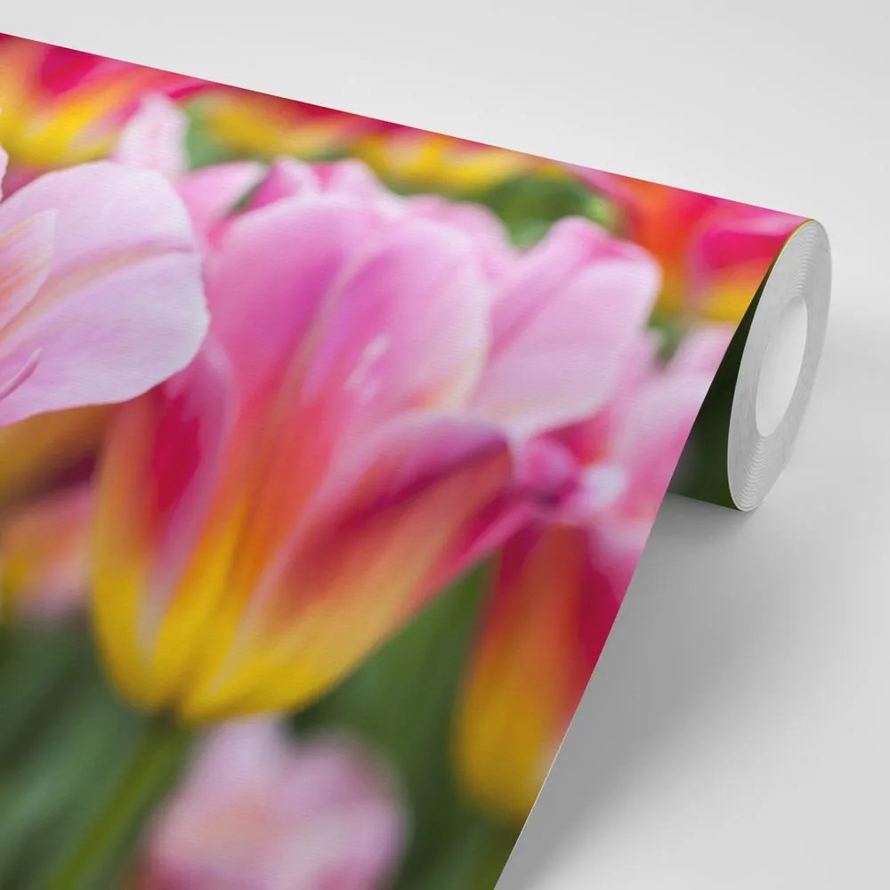 Samolepiaca fototapeta lúka ružových tulipánov