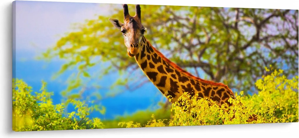 Obraz žirafy v Afrike (120x50 cm)