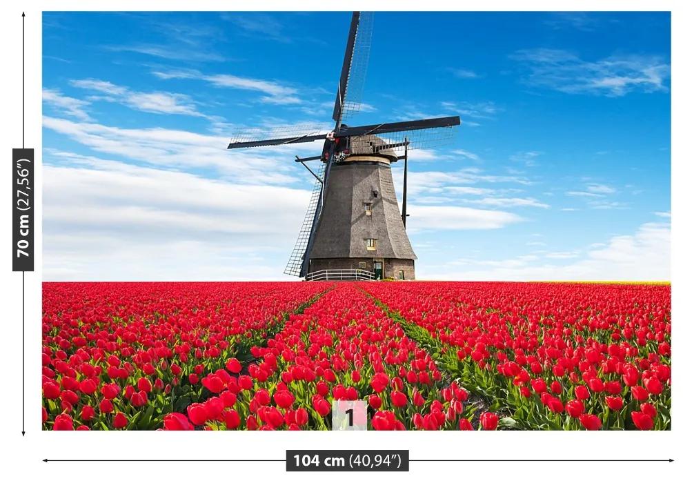 Fototapeta Vliesová Veterný mlyn tulipány 104x70 cm