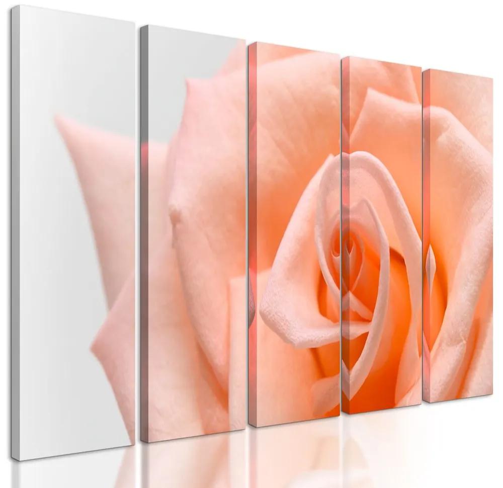 5-dielny obraz precízny detail na oranžovú ružu