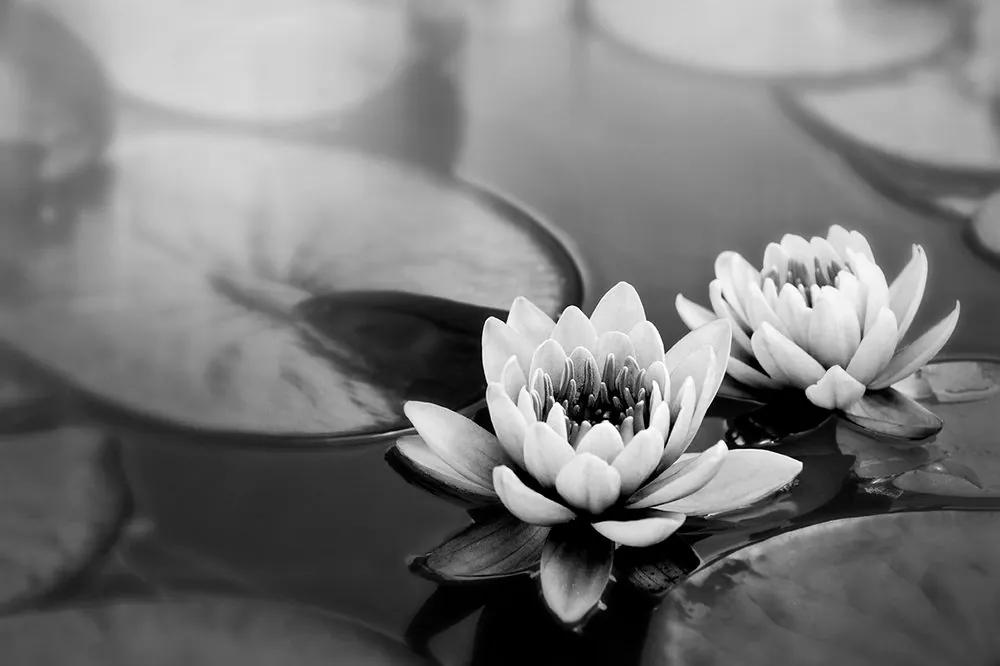 Tapeta lotosový kvet na hladine v čiernobielom prevedení
