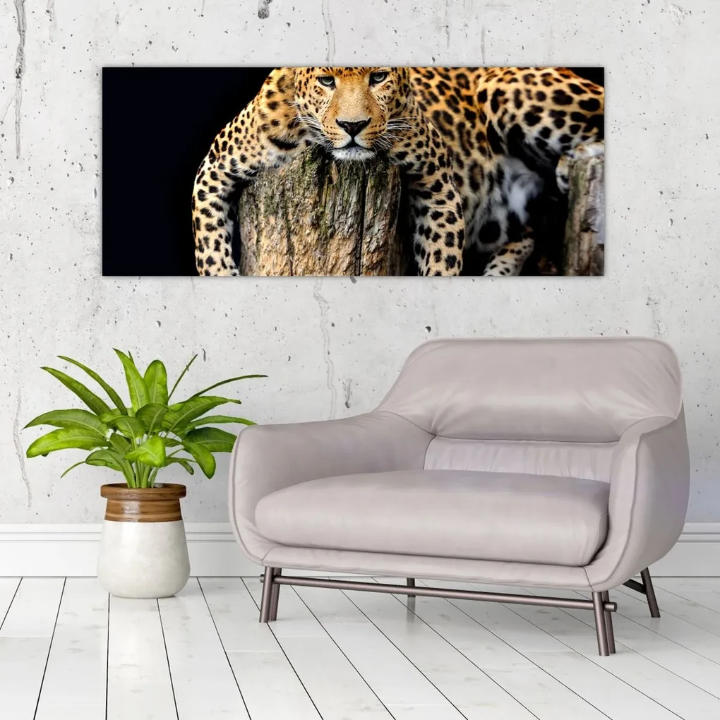 Obraz - Gepard (120x50 cm)
