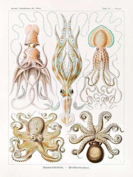 Obrazová reprodukcia Gamochonia–Trichterkraken (Octopus / Academia) - Ernst Haeckel, (30 x 40 cm)