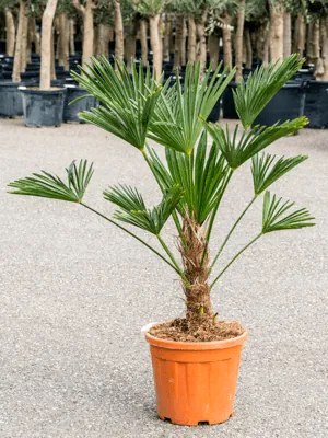 Trachycarpus wagnerianus 26/90cm