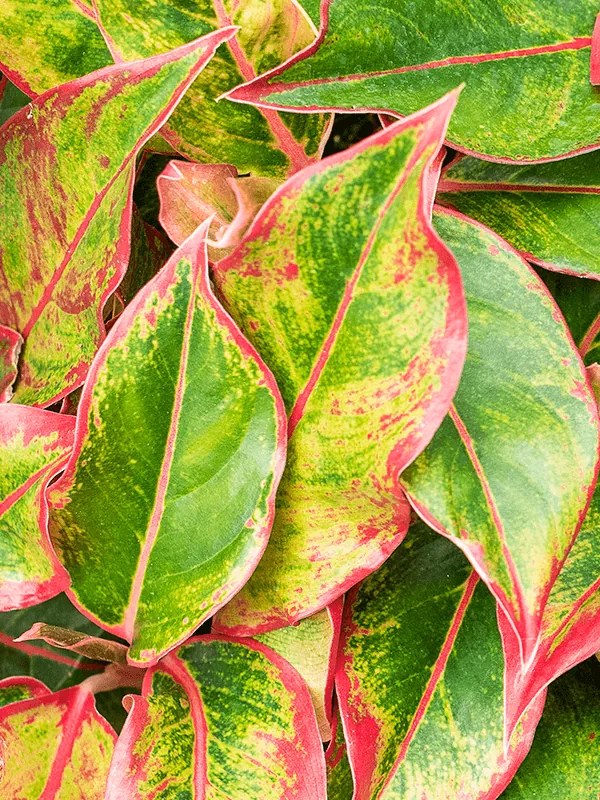 Aglaonema crete 12x25 cm