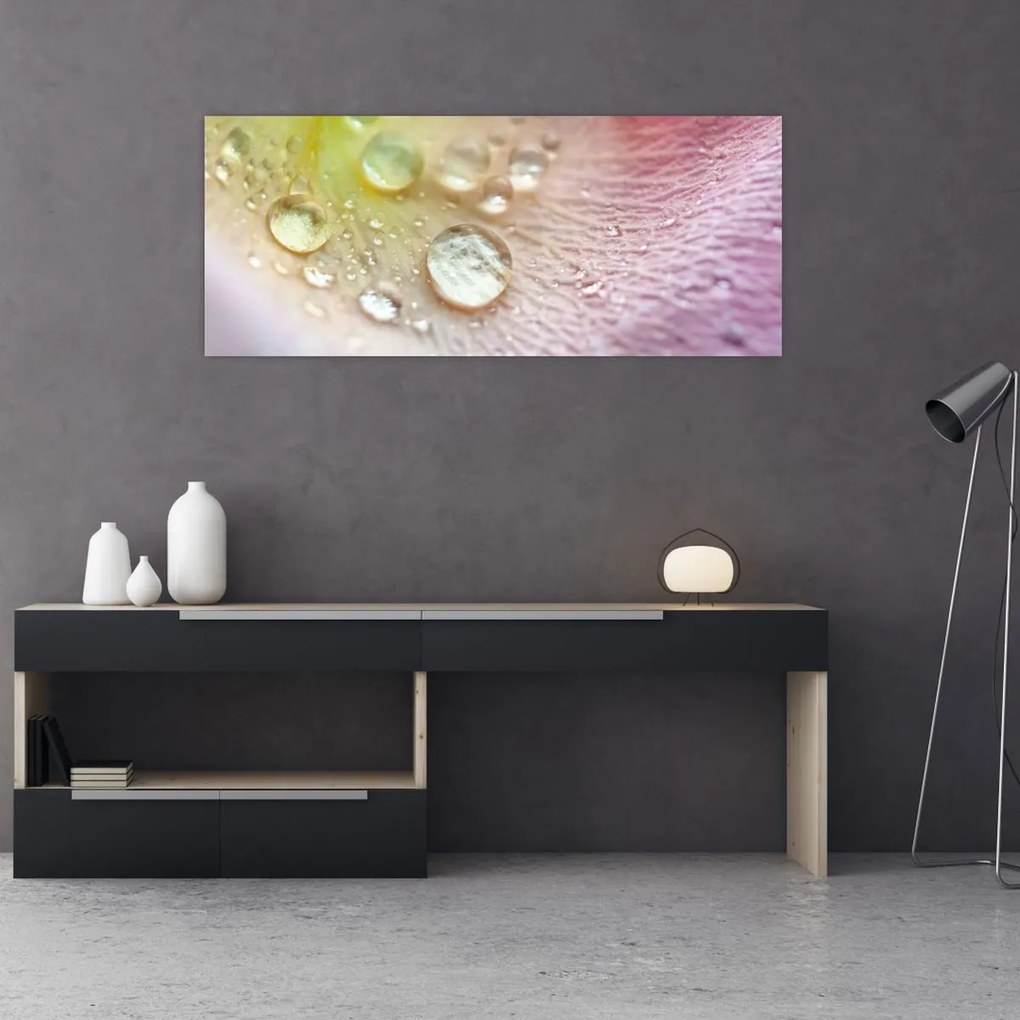 Obraz - Kvapky rosy (120x50 cm)