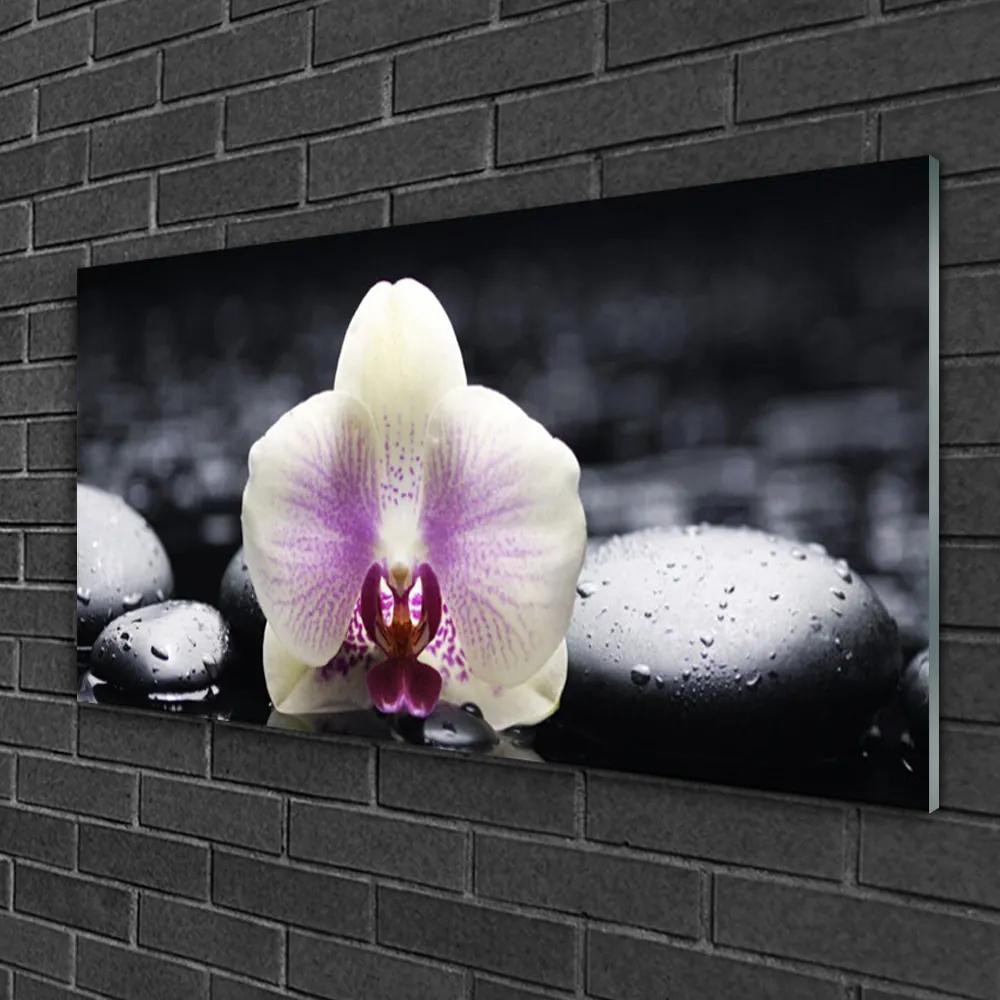 Skleneny obraz Kvet kamene rastlina 140x70 cm