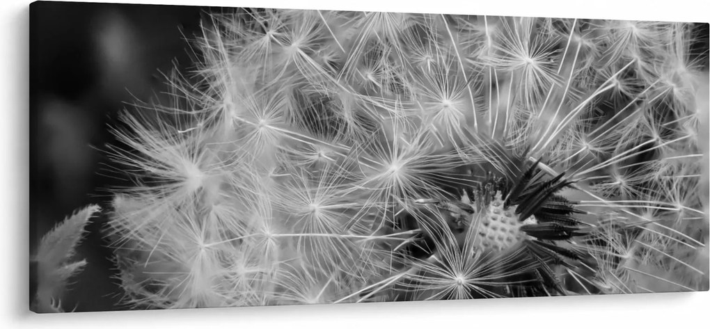 Obraz - páperie púpav (120x50 cm)