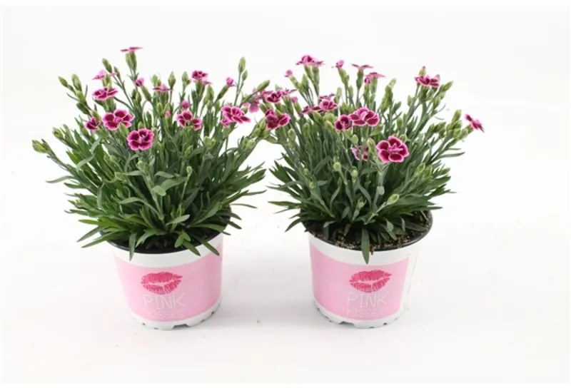 Dianthus Pink Kisses 12x25 cm