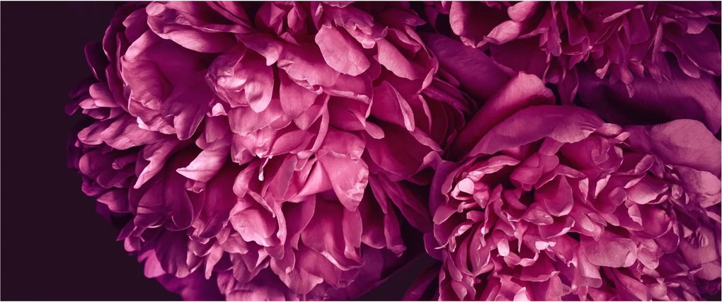 Obraz - Kytica pivoniek (120x50 cm)
