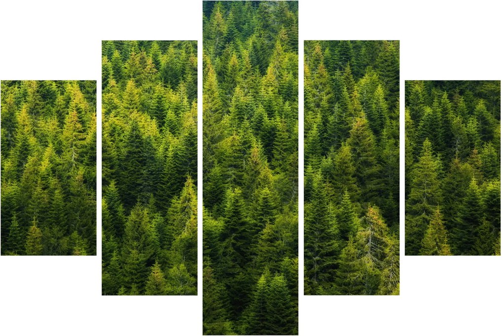 Obraz - Hustý les (150x105 cm)