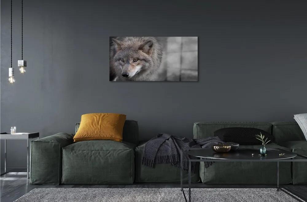 Sklenený obraz vlk 100x50 cm