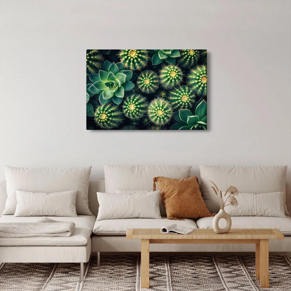 Obraz - Kaktusy (90x60 cm)