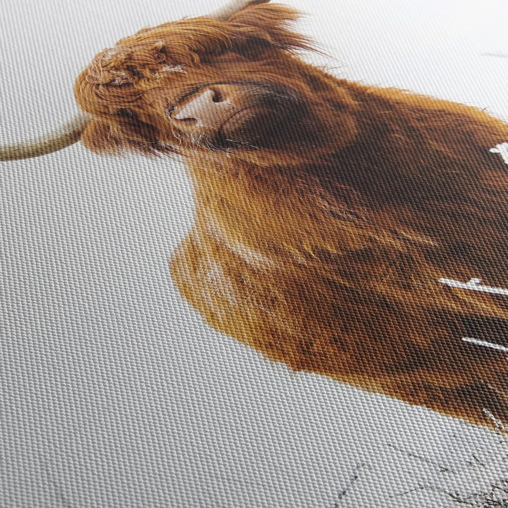 Obraz - Škótska krava (120x50 cm)