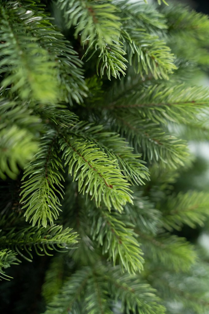 3D vianočný stromček- Borovica svetlá 150 cm