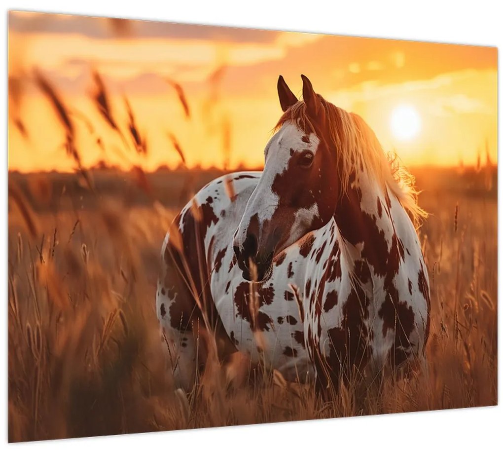 Obraz - Kôň pri západe slnka (70x50 cm)