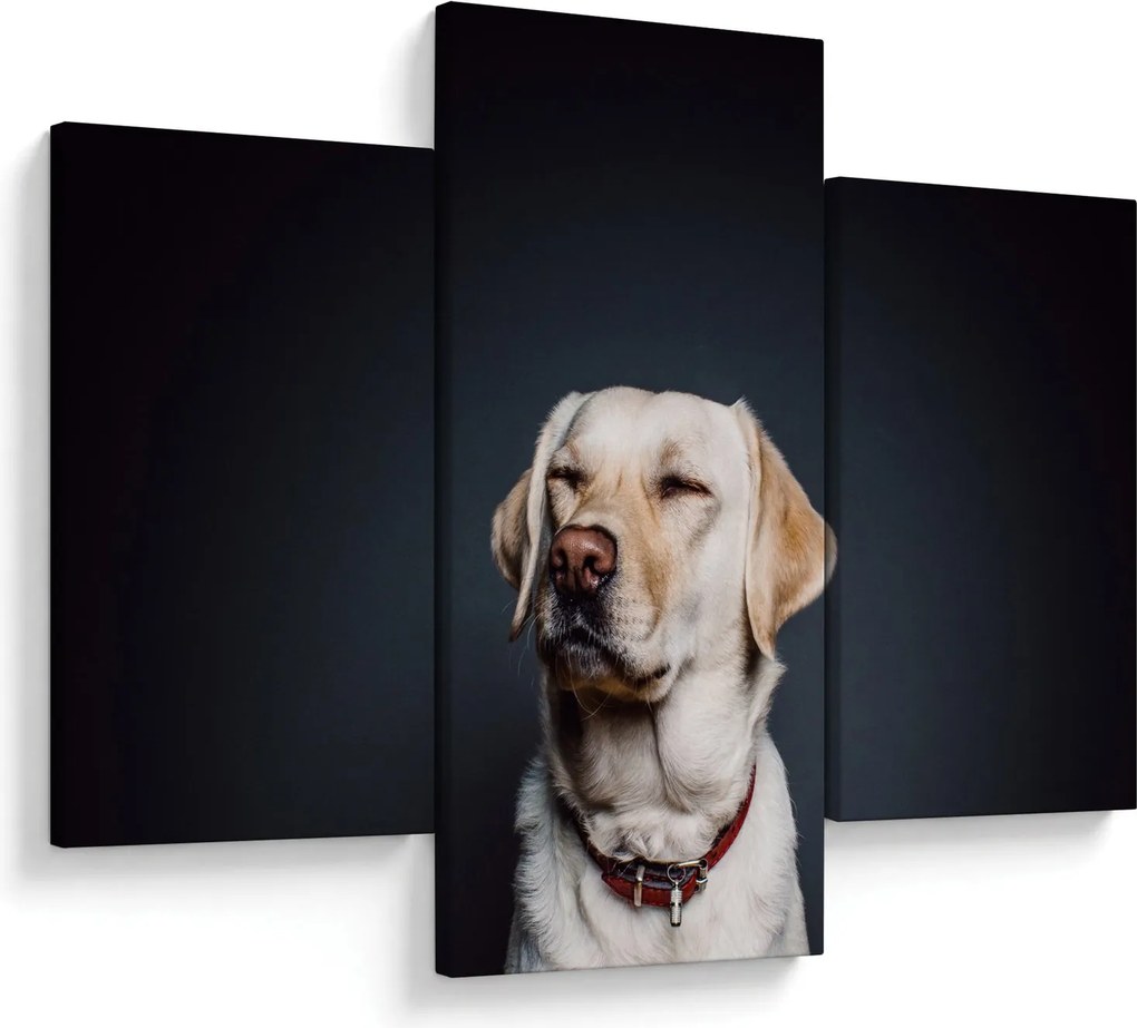 Obraz labradora (90x60 cm)