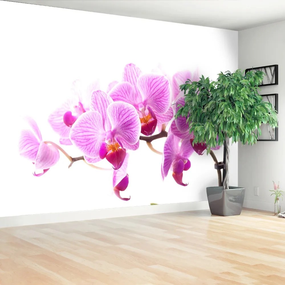 Fototapeta Vliesová Ružová orchidea 416x254 cm