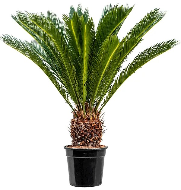 Cycas revoluta 21x85 cm